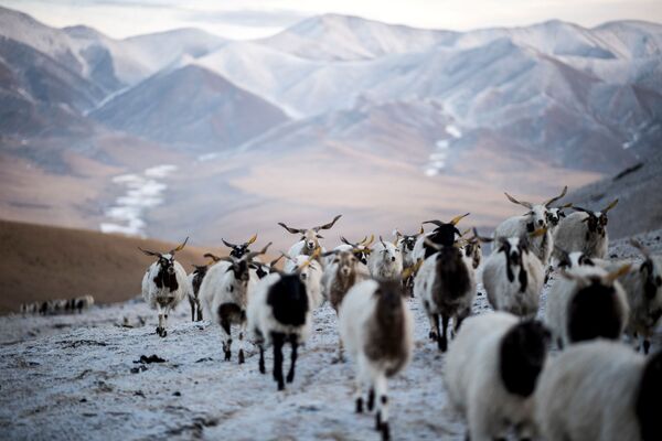 Овцы на плато Цинхай-Тибет в Китае - Sputnik Южная Осетия