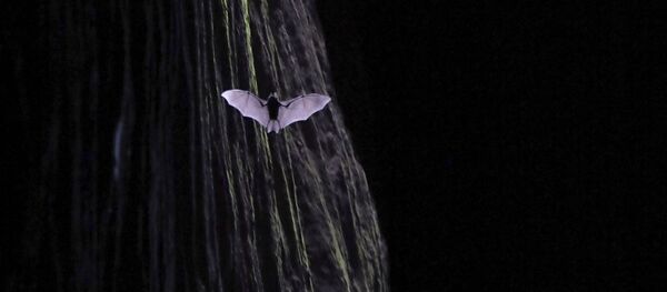 Летучая мышь в узком ущелье в Уишане, Китай - Sputnik Южная Осетия