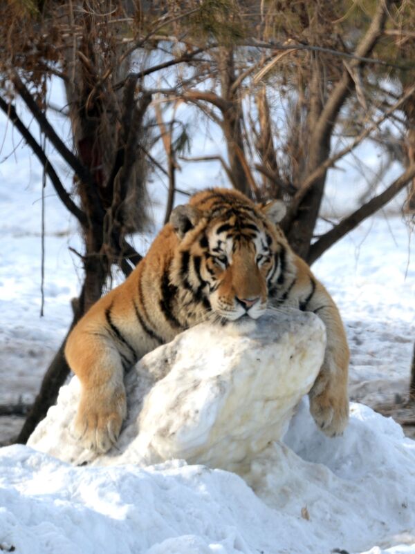 Тигр в парке «Сибирский тигр» в Харбине, провинция Хэйлунцзян на северо-востоке Китая - Sputnik Южная Осетия