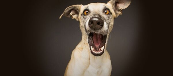 Удивленная собака - Sputnik Южная Осетия