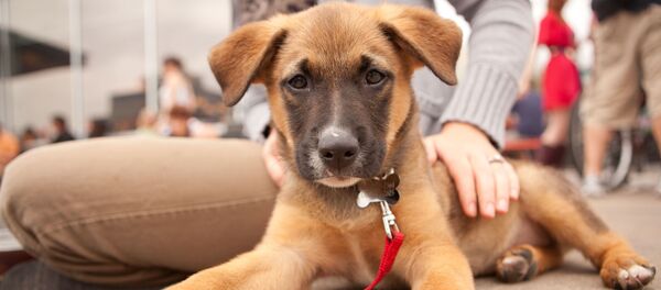 Пес и мужчина Пес и мужчина - Sputnik Южная Осетия