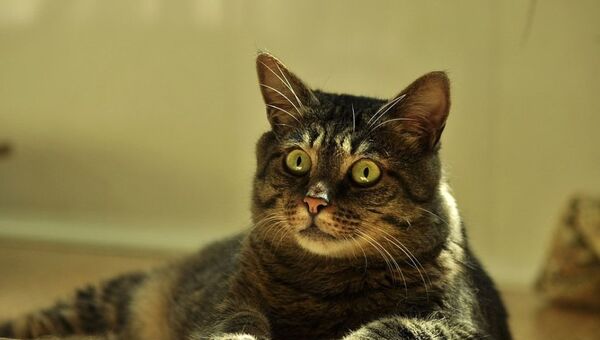 Удивленная кошка - Sputnik Южная Осетия