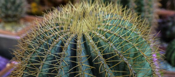 Открытие VII ежегодного фестиваля орхидей, хищных растений и растений пустынь Тропическая зима Открытие VII ежегодного фестиваля орхидей, хищных растений и растений пустынь Тропическая зима - Sputnik Южная Осетия