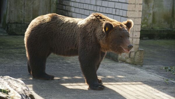 Эстония вернула медведя-хулигана Прошу в Россию - Sputnik Южная Осетия