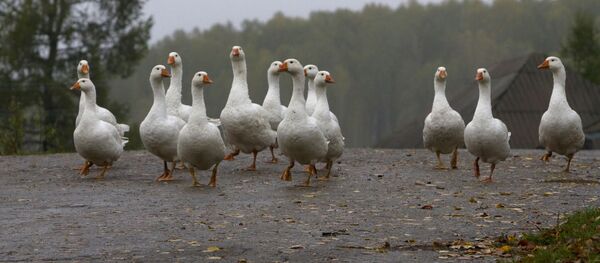 Гуси на дороге Гуси на дороге - Sputnik Южная Осетия