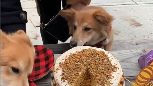 Жадная собака украла торт - Sputnik Южная Осетия
