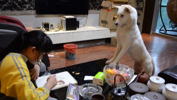 Ну разве тут отвлечешься! Как собака заставляет девочку делать уроки. Видео - Sputnik Южная Осетия