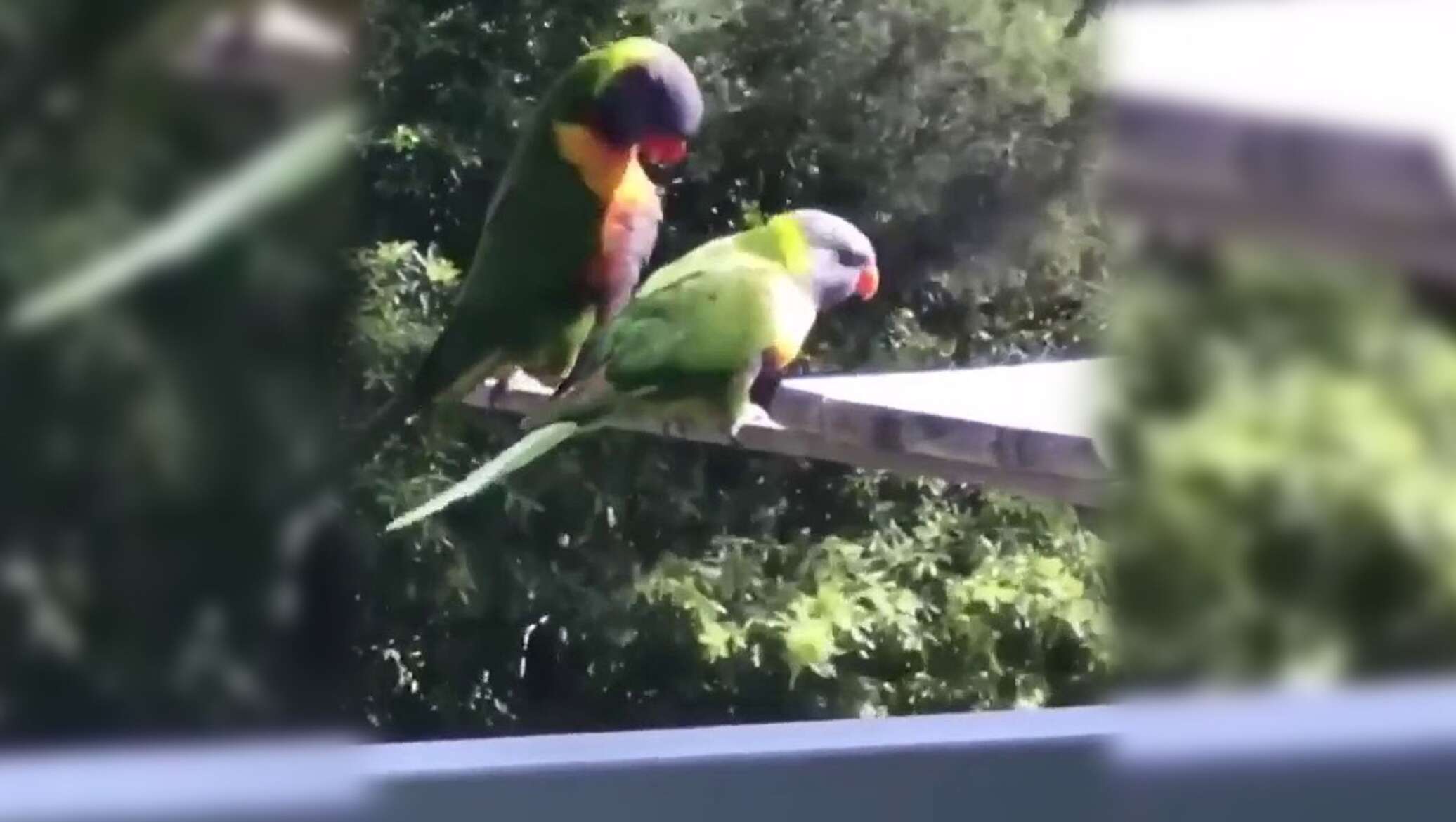 Попугайчики танцуют видео