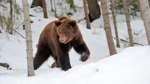 Медведь в зимнем лесу - Sputnik Южная Осетия
