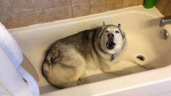 Собака воет в ванне - Sputnik Южная Осетия