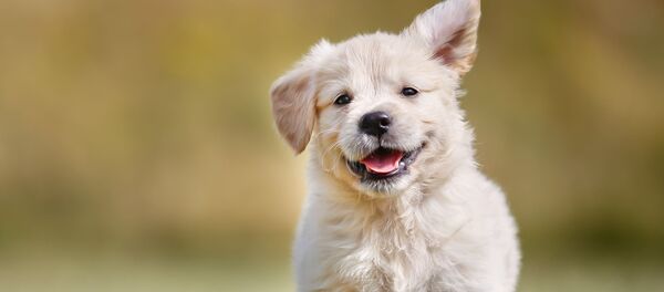 Щенок золотистого ретривера Щенок золотистого ретривера - Sputnik Южная Осетия