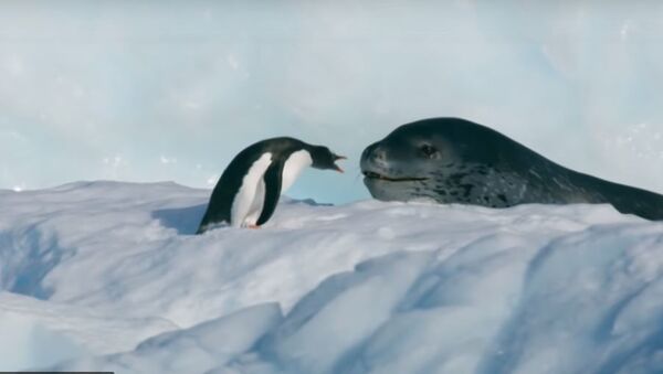 Видео охоты морского леопарда на пингвина - Sputnik Южная Осетия