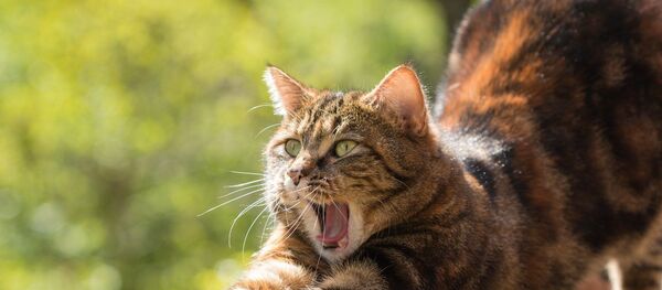 Кошка Кошка - Sputnik Южная Осетия