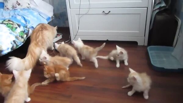 Эмоциональная реакция котят на падение матери заставила Сеть хохотать Эмоциональная реакция котят на падение матери заставила Сеть хохотать - Sputnik Южная Осетия