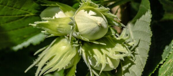 Лещина Лещина - Sputnik Южная Осетия