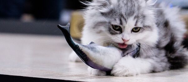 Кот и рыба Кот и рыба - Sputnik Южная Осетия