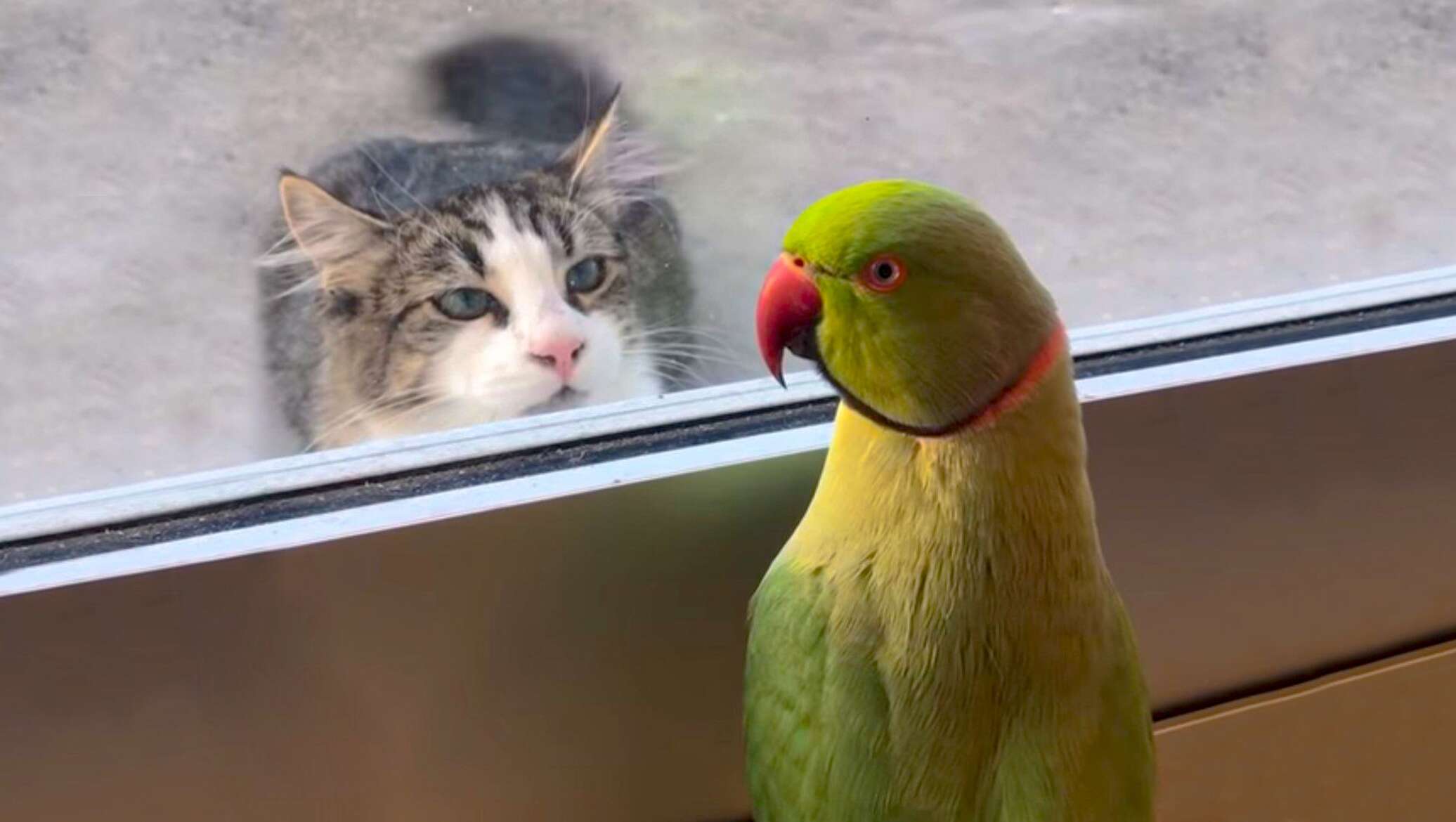 Окно с попугайчиком