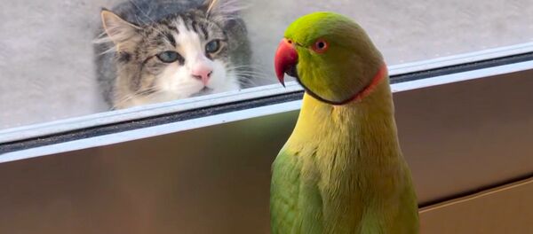Кот и попугай Кот и попугай - Sputnik Южная Осетия