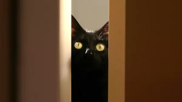 Черный кот