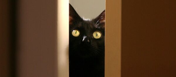 Черный кот Черный кот - Sputnik Южная Осетия