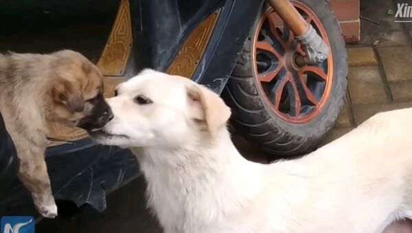 Собака прощается со своим щенком, которого отдают в приют - видео - Sputnik Южная Осетия
