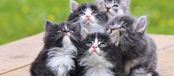 Котята Котята - Sputnik Южная Осетия