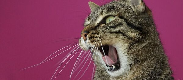 Испуганная кошка Испуганная кошка - Sputnik Южная Осетия