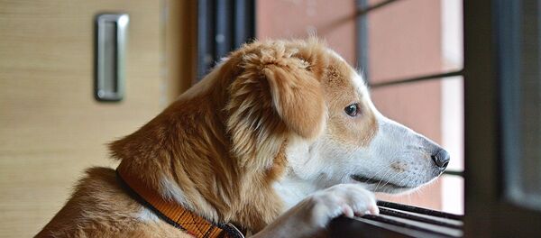 Грустная собака Грустная собака - Sputnik Южная Осетия