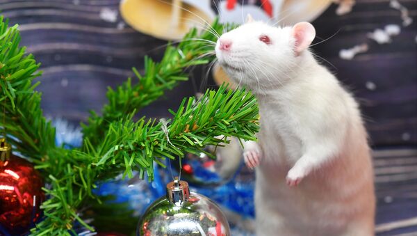 Крыса по кличке Пухляш под новогодней елкой в одном из магазинов сети Бетховен, Москва - Sputnik Южная Осетия
