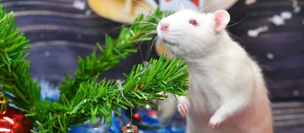 Крыса по кличке Пухляш под новогодней елкой в одном из магазинов сети Бетховен, Москва Крыса по кличке Пухляш под новогодней елкой в одном из магазинов сети Бетховен, Москва - Sputnik Южная Осетия