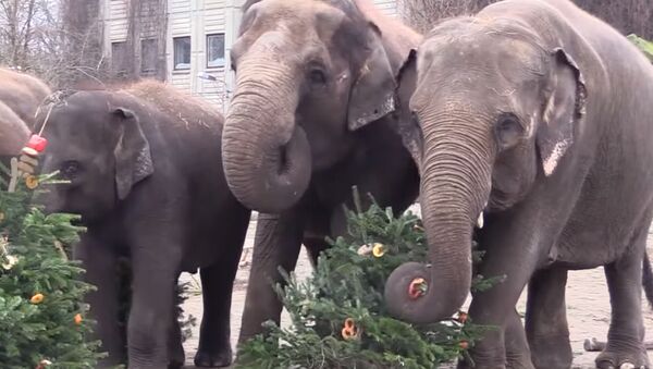 Праздничное меню: животных в зоопарке Берлина покормили рождественскими елками - Sputnik Южная Осетия