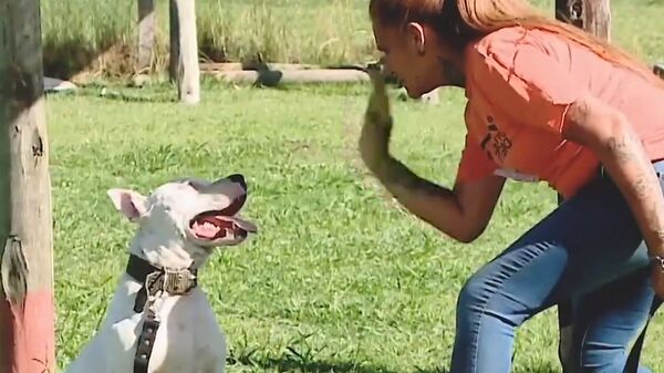 Дружелюбный Фараон: как глухой пес учится языку жестов - Sputnik Южная Осетия