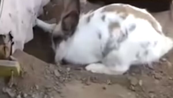 Побег из Шоушенка: кролик вырыл подкоп и спас котенка – забавное видео - Sputnik Южная Осетия