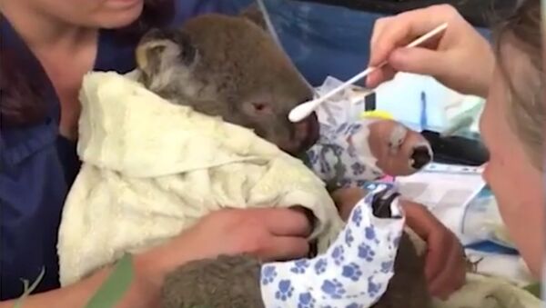 Австралийские ветеринары спасают коалу - Sputnik Южная Осетия