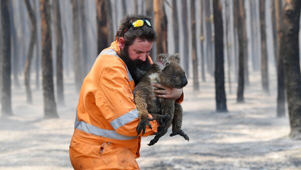 Австралийский пожарный со спасенной коалой - Sputnik Южная Осетия