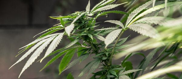 Куст конопли - Sputnik Южная Осетия