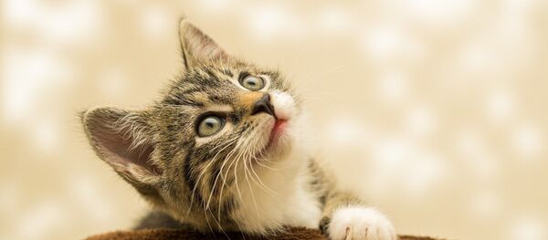 Кошка Кошка - Sputnik Южная Осетия