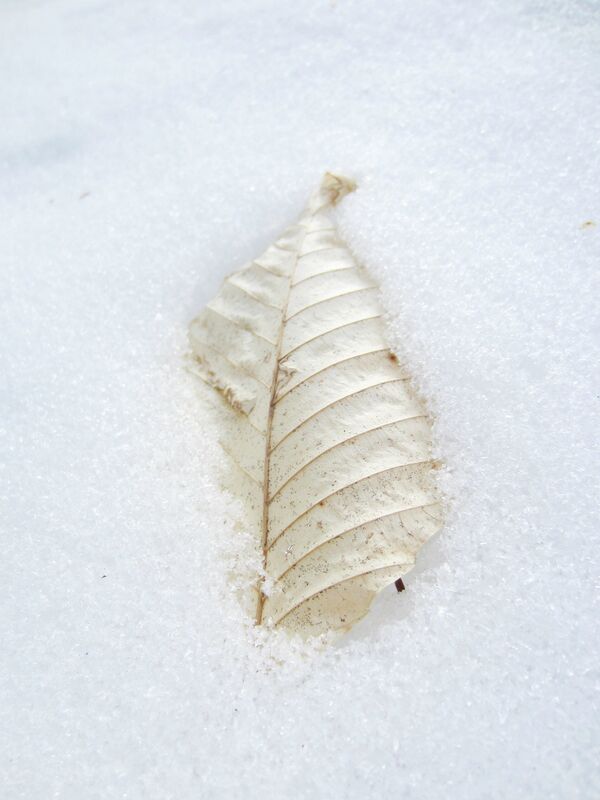 Сухой лист в снегу - Sputnik Южная Осетия
