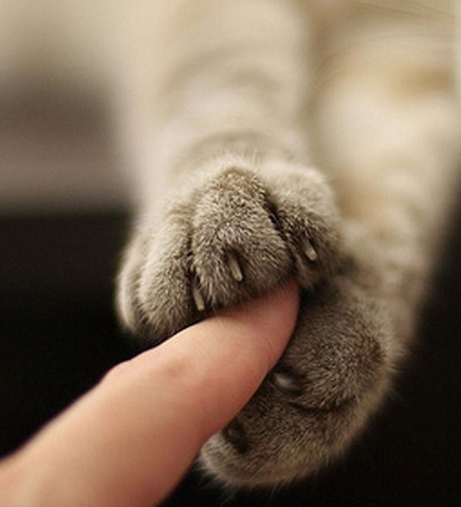 Держим пальчики. Лапа кота. Кошачья лапка. Кошачья лапка и рука человека. Лапа кота и рука человека.