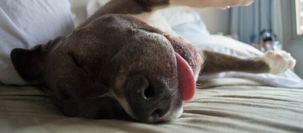 Собака притворилась мертвой - Sputnik Южная Осетия