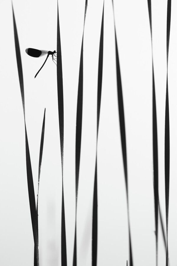 Снимок Стрекоза утром у воды фотографа Андрея Кузнецова, победитель в номинации Макросъемка - Sputnik Южная Осетия