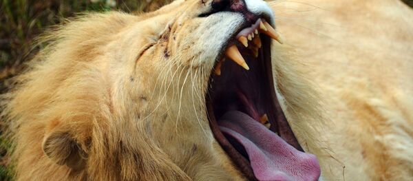 Сафари-парк Тайган в Крыму Сафари-парк Тайган в Крыму - Sputnik Южная Осетия