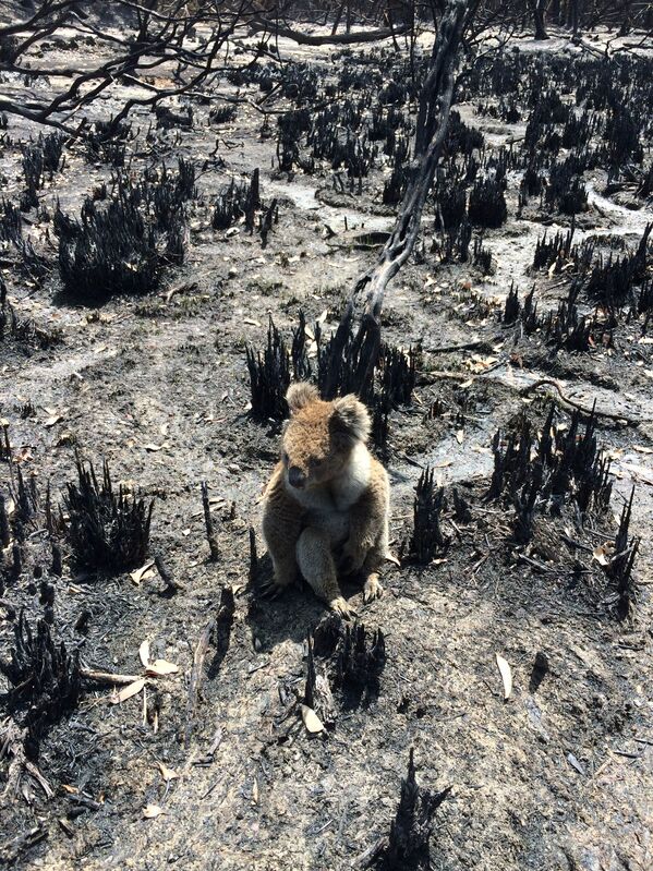 Коала среди сгоревших деревьев после лесных пожаров на острове Кенгуру, Австралия - Sputnik Южная Осетия