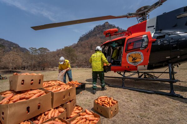 Подготовка корма для диких животных на территориях, пострадавших от пожаров в Австралии - Sputnik Южная Осетия