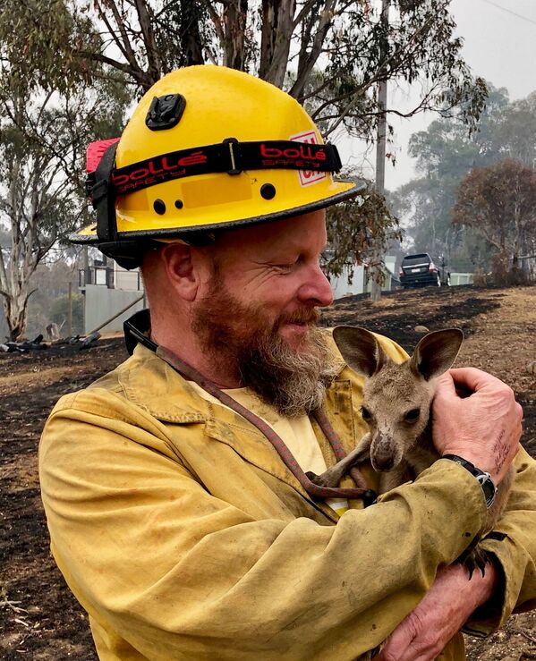 Детеныш кенгуру, спасенный от лесных пожаров в Австралии - Sputnik Южная Осетия