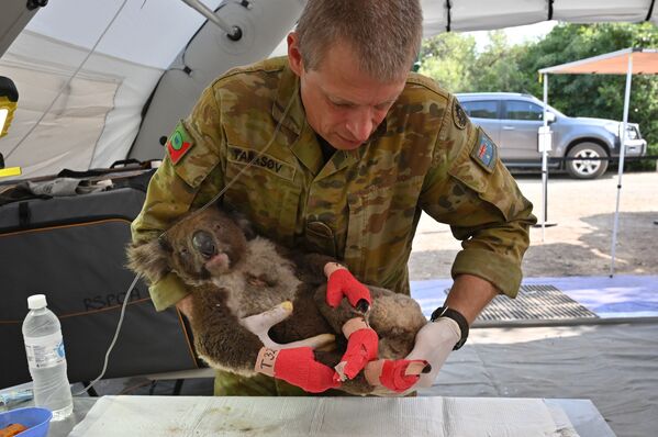Лечение коалы, пострадавшей в пожарах, в полевом госпитале, Австралия - Sputnik Южная Осетия