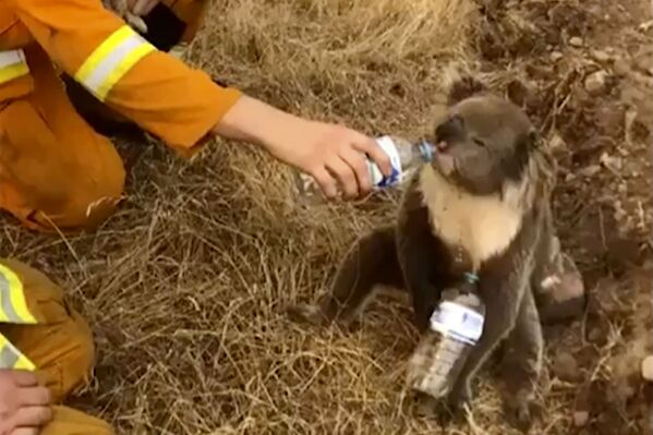 Австралийский пожарный поит спасенного коалу из бутылки - Sputnik Южная Осетия