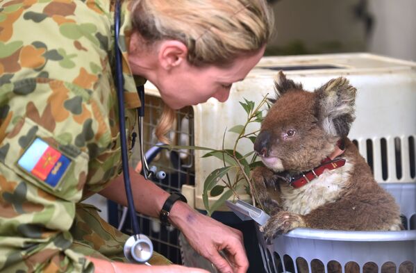 Раненая коала в госпитале Kangaroo Island Wildlife Park в Австралии - Sputnik Южная Осетия
