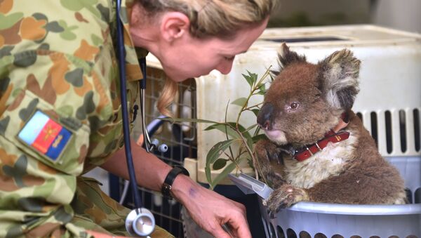 Раненая коала в госпитале Kangaroo Island Wildlife Park в Австралии - Sputnik Южная Осетия