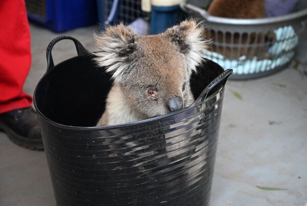 Раненая коала ожидает лечения от ожогов во временном полевом госпитале в парке дикой природы острова Кенгуру, Австралия - Sputnik Южная Осетия
